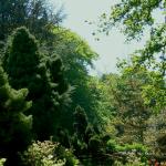 Bois des Moutiers (338) Mai 2012