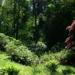 Bois des Moutiers (358) Mai 2012