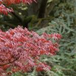 Bois des Moutiers (66) Mai 2012