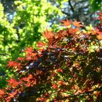 Bois des Moutiers (78) mai 2012