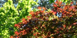 Bois des Moutiers - Feuillages et textures