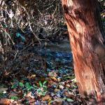 Bois des moutiers fall 2012 (46)