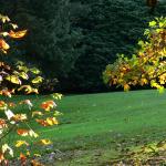 Bois des moutiers fall 2012 (64)