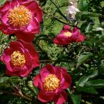 Bois des Moutiers (100) Juin 2012