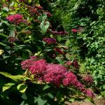 Bois des Moutiers (103) Juin 2012