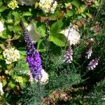 Bois des Moutiers (106) Juin 2012