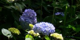 Bois des Moutiers - Juin - Senteurs enivrantes, chant des oiseaux