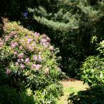 Bois des Moutiers (75) Juin 2012