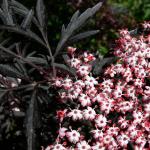 Bois des Moutiers (76) Juin 2012