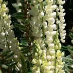 Bois des Moutiers (77) Juin 2012