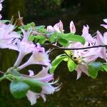 Bois des Moutiers (83) Juin 2012