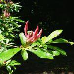 Bois des Moutiers (86) Juin 2012