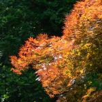 Bois des Moutiers (89) Juin 2012