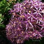 Bois des Moutiers (92) Juin 2012