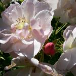 Bois des Moutiers (98) Juin 2012