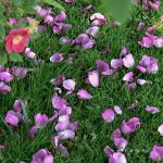 Bois des Moutiers (99) Juin 2012