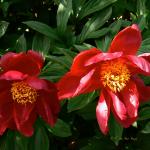 Bois des Moutiers (10) Juin 2012