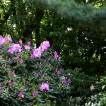 Bois des Moutiers (20) Juin 2012