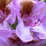 Bois des Moutiers (22) Juin 2012