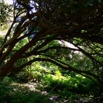 Bois des Moutiers (24) Juin 2012