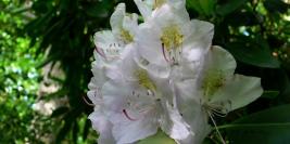 Bois des Moutiers - Juin - Senteurs enivrantes, chant des oiseaux