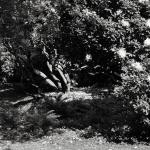 Bois des Moutiers (27) Juin 2012