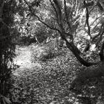 Bois des Moutiers (30) Juin 2012