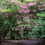 Bois des Moutiers (33) Juin 2012