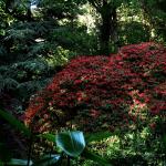 Bois des Moutiers (36) Juin 2012