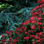 Bois des Moutiers (37) Juin 2012