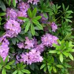 Bois des Moutiers (4) Juin 2012