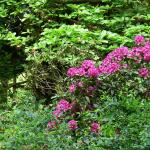 Bois des Moutiers (44) Juin 2012