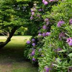 Bois des Moutiers (5) Juin 2012