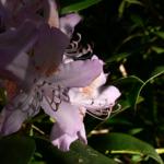 Bois des Moutiers (52) Juin 2012