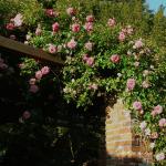 Bois des Moutiers (68) Juin 2012