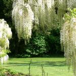 Bois des Moutiers (8) Juin 2012