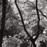 Bois des Moutiers (107) Mai 2012