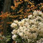 Bois des Moutiers (112) mai 2012