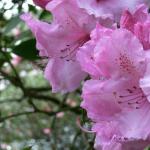 Bois des Moutiers (123) mai 2012