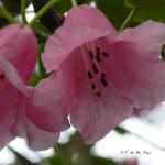 Bois des Moutiers (124) mai 2012