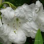 Bois des Moutiers (126) mai 2012