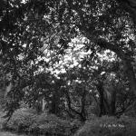 Bois des Moutiers (129) mai 2012