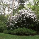 Bois des Moutiers (130) mai 2012