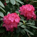 Bois des Moutiers (135) Mai 2012