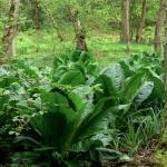 Bois des Moutiers (136) Mai 2012