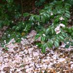 Bois des Moutiers (139) Mai 2012