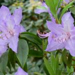 Bois des Moutiers (14) Mai 2012