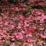 Bois des Moutiers (141) Mai 2012