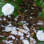 Bois des Moutiers (142) Mai 2012