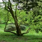 Bois des Moutiers (144) Mai 2012